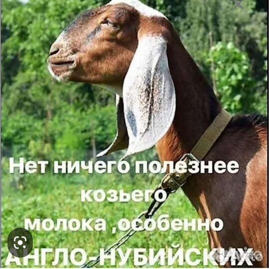 Мясо ягнят. Козье молоко. Козий жир