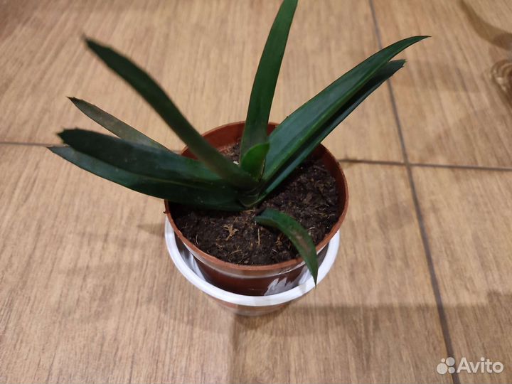 Алоэ, хавортия, стапелия, каланхоэ