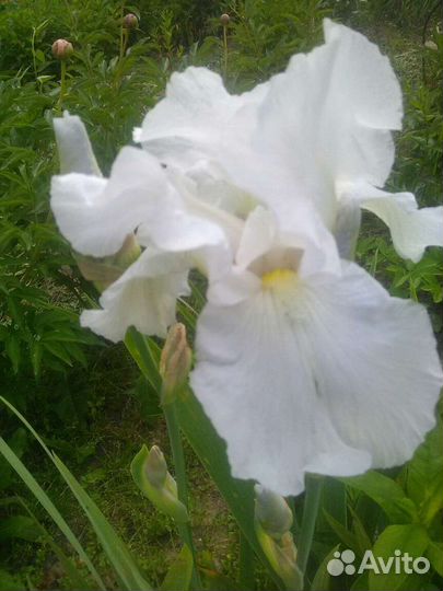 Ирисы бородатые
