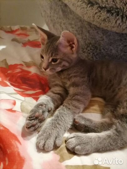 Котенок сфинкса