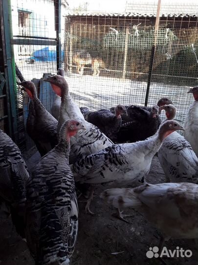 Индюки домашние