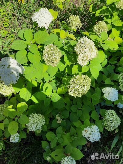 Гортензия, Сирень, Калина