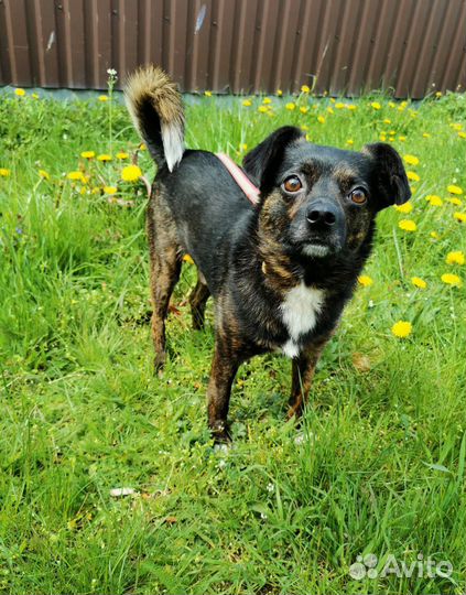 Собака ищет дом