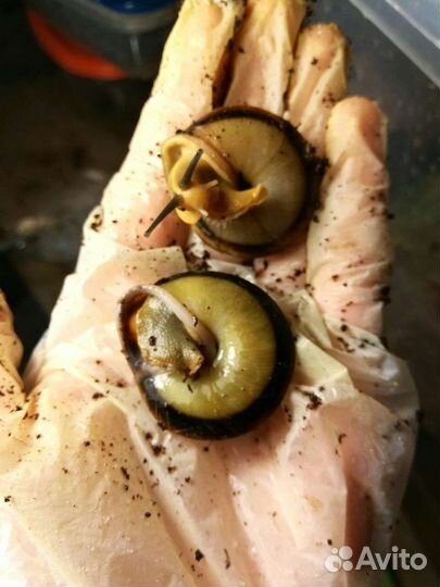 Улитки архахатины и ахатины