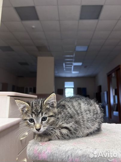 Котята в добрые руки бесплатно