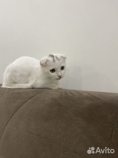 Вислоухий котенок