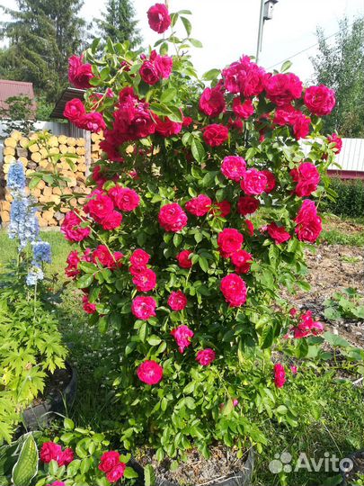 Гортензия метельчатая саженцы, роза плетистая