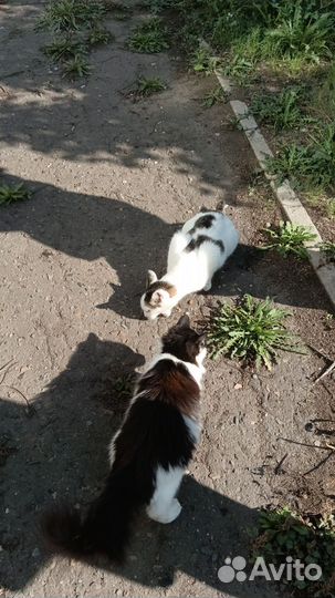Коты и котёнок