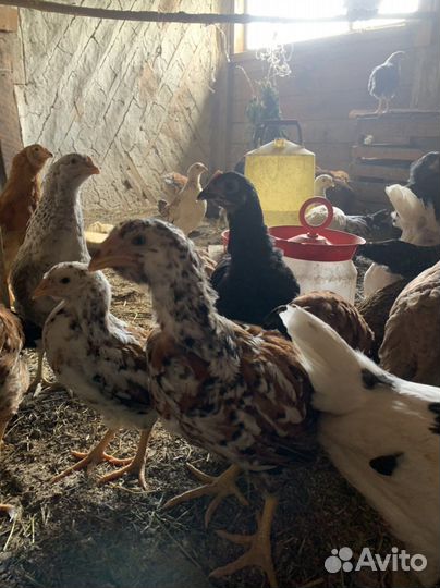 Продаются цыплята различных пород