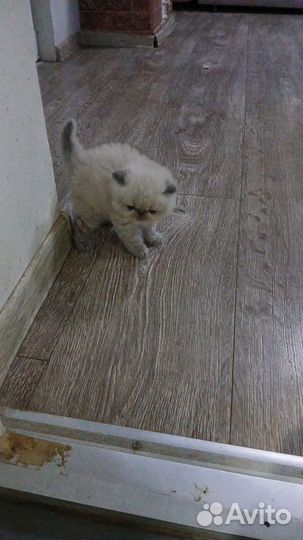 Персидские котята