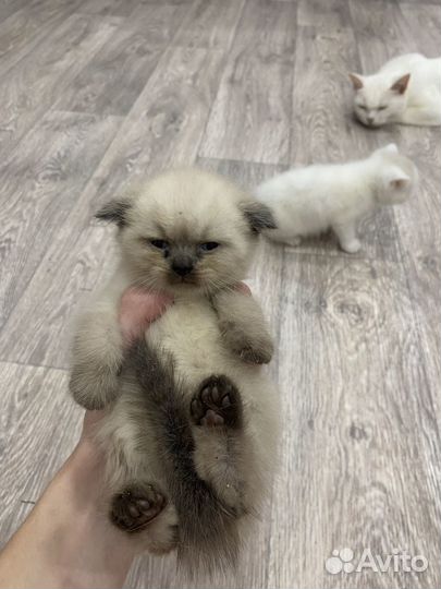 Вислоухие котята