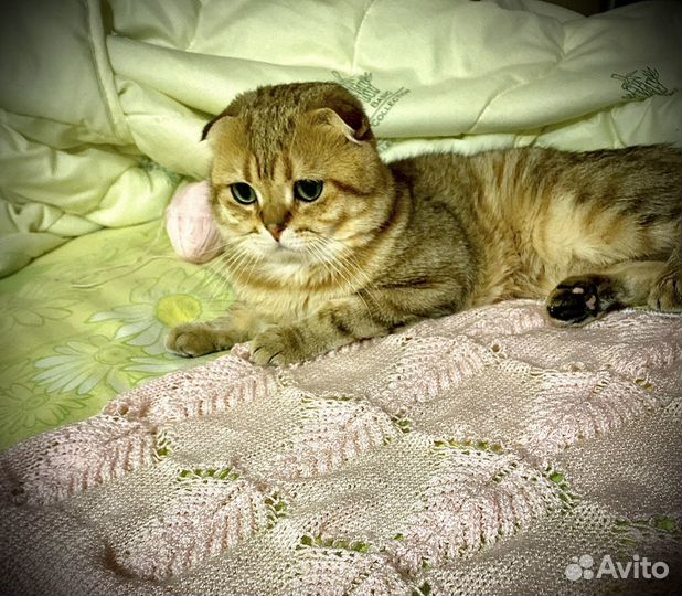 Кот шотландец вязка