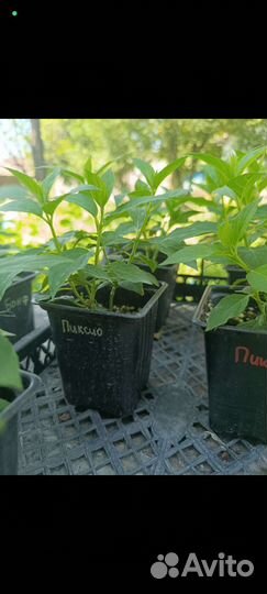 Гортензия Новинка Пиксио Pixio