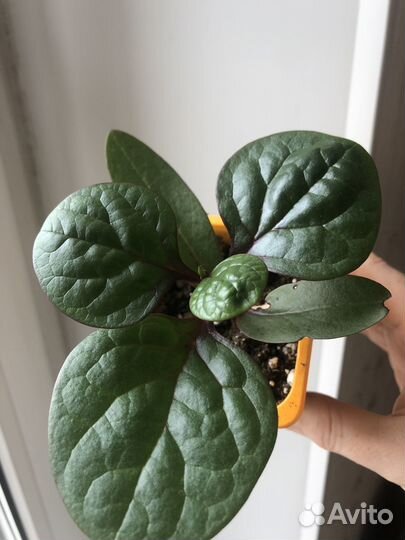 Дихондра, базелло, плектрантус (комнатная мята)