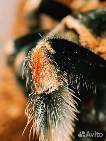 Паук-птицеед в аренду