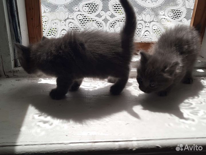 Кошка в дар