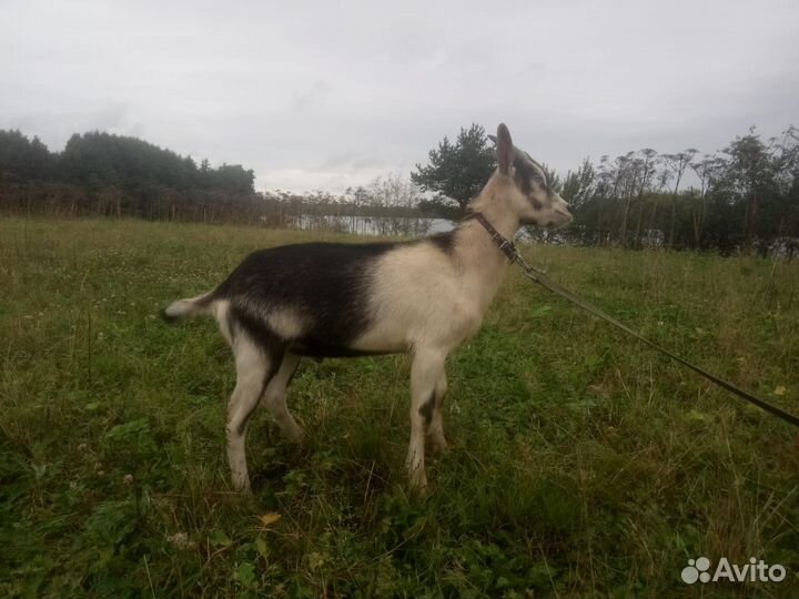 Альпийские козлята