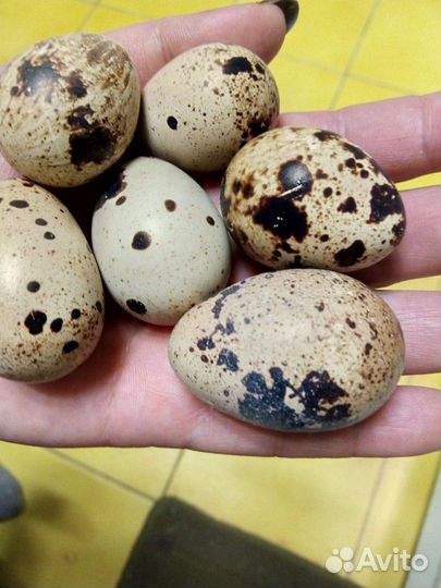 Яйца перепелиные