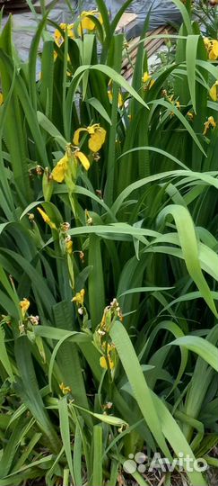 Ирис, папоротник