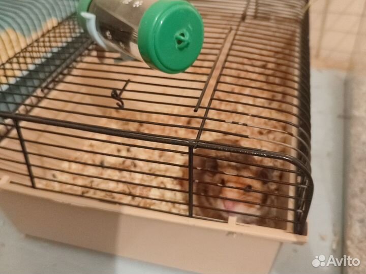 Сирийский хомяк, джунгарики