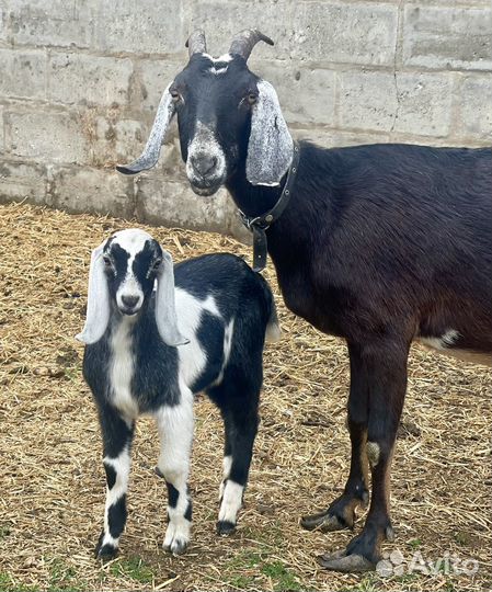 Козлята нубийские племенные