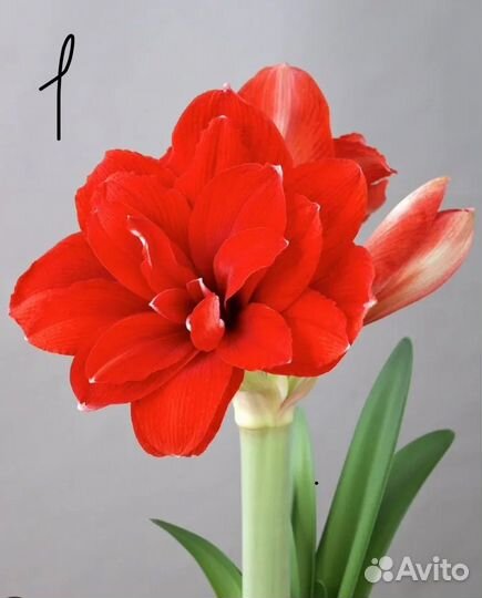 Луковицы амариллисов сортовых