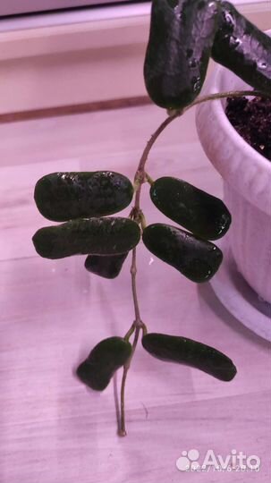 Комнатные растения ч.2:Хойя,церопегия,дисхидия идр