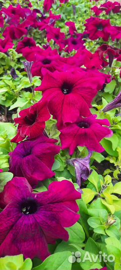 Виола, Петуния, Бархатцы,Бегония и.т.д