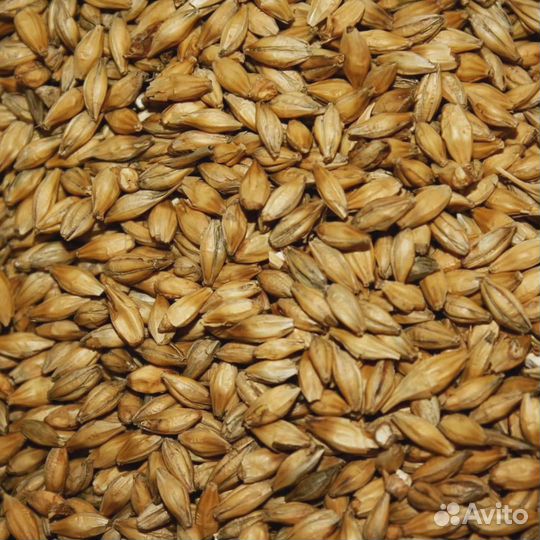 Солод ячменный, светлый 