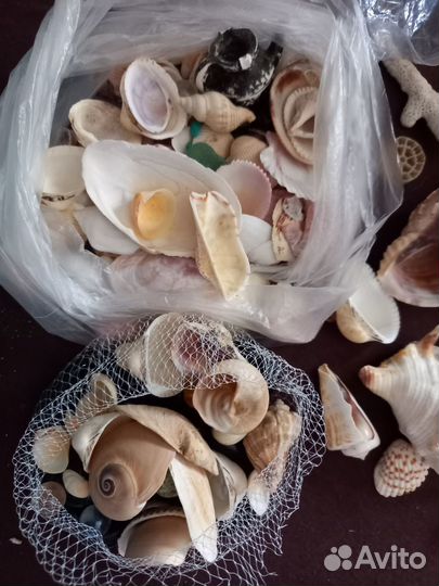 Ракушки для аквариума