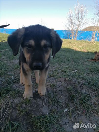 Собака в добрые руки отдам бесплатно