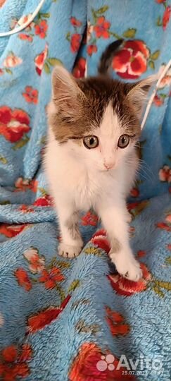 Котенок