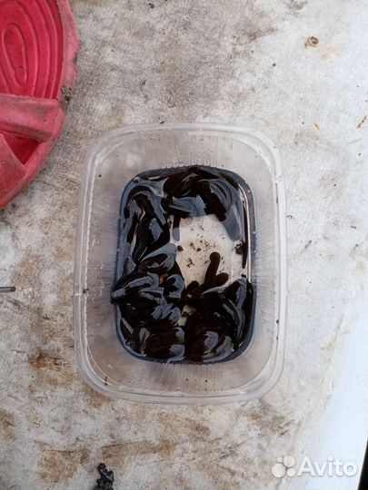 Пиявки для рыбалки