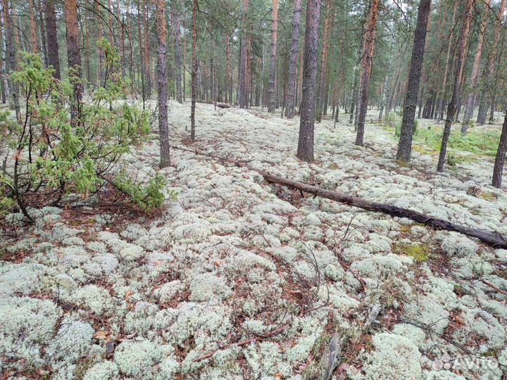 Мох кормовой ягель для животных