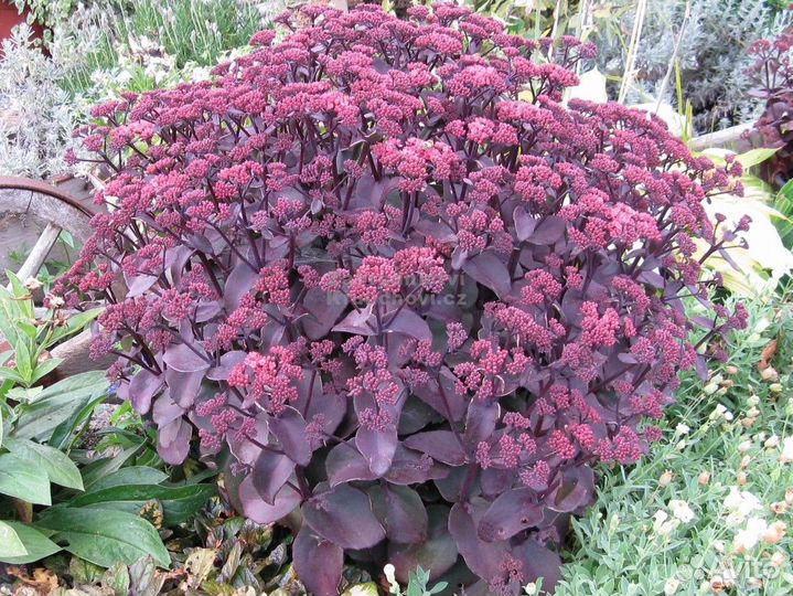 Многолетники