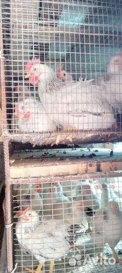 Курочки подрощенные