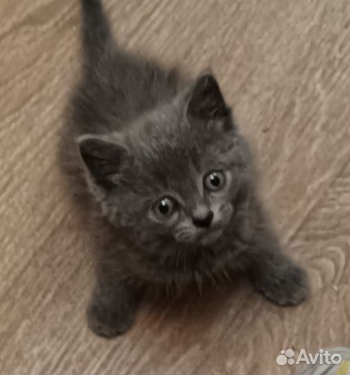 Котенок мальчик в добрые руки