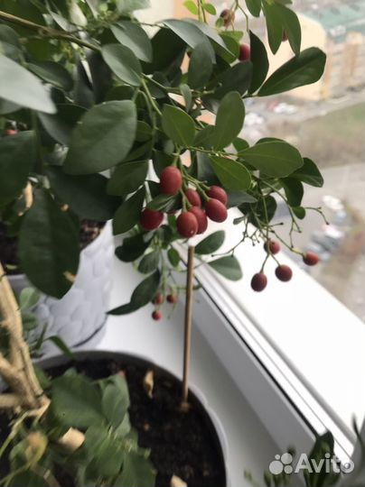 Семена Мурайи