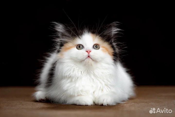 Шотландская кошечка