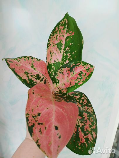 Аглаонемы 22