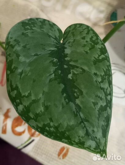 Эпипремнум