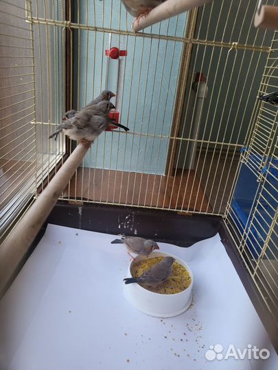 Зебровые амадины