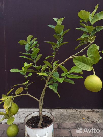 Лимон