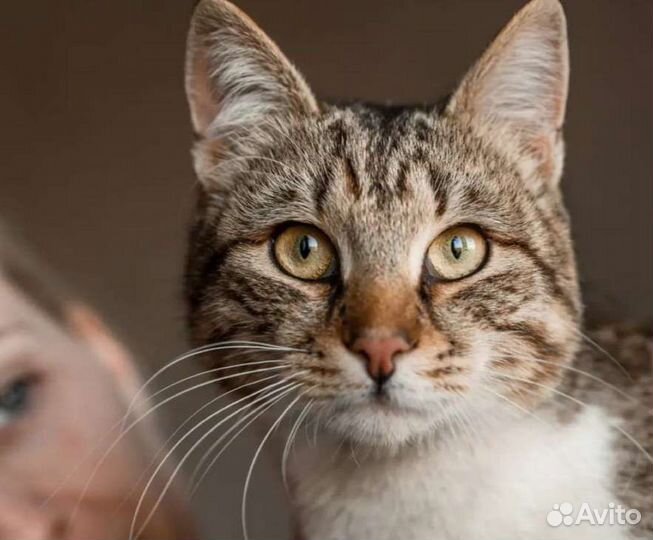 Котики в добрые руки