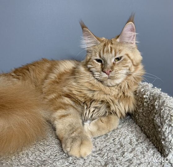 Мейн-кун Девочка