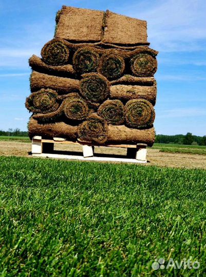 Рулонный газон 