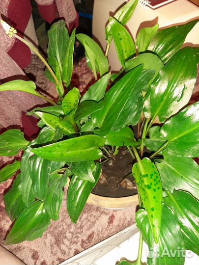 Дримиопсис пятнистый