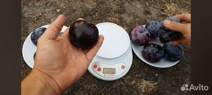 Саженцы Диплоидной Сливы Бербанк Гигант