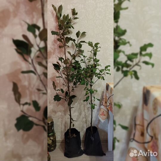 Саженцы яблони