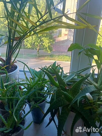 Алоэ,замиокулькас